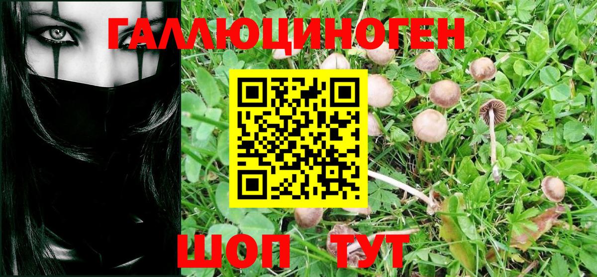 Псилоцибиновые грибы Psilocybine cubensis Гай